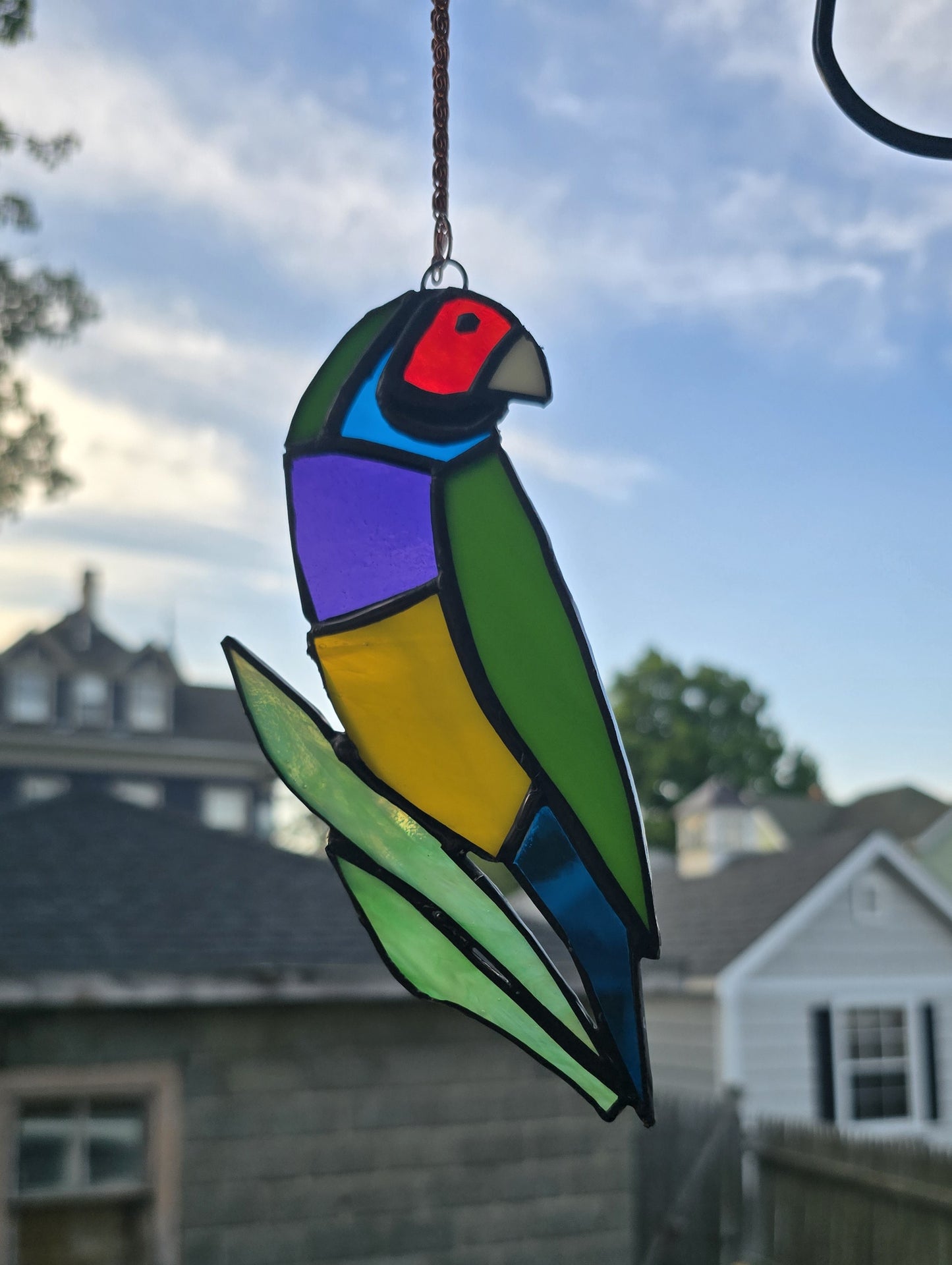 Gouldian Finches