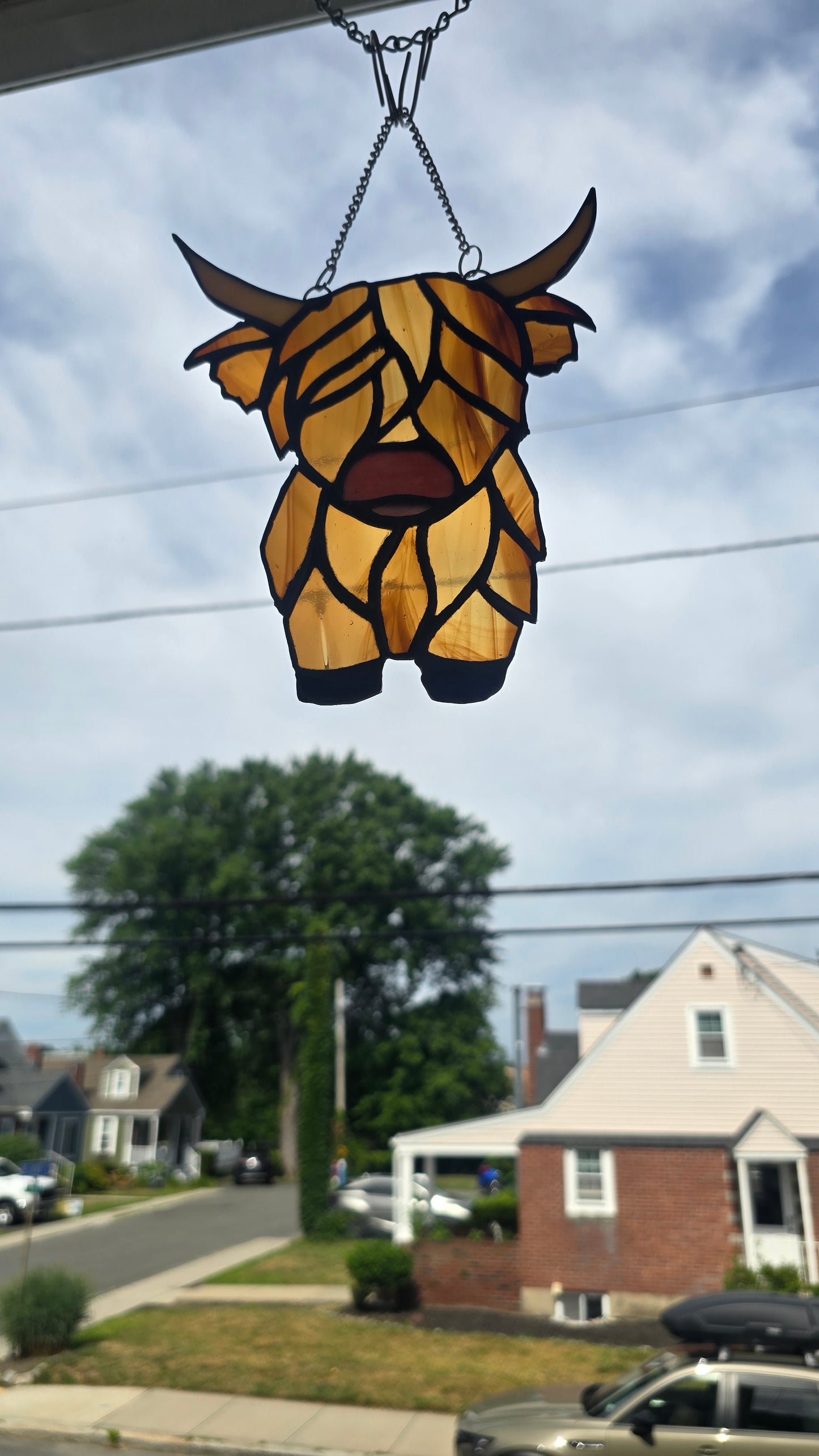 Highland Cow