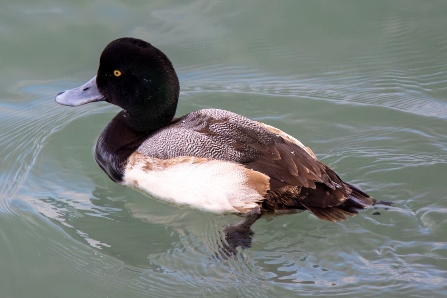 Greater Scaup - Deer Island