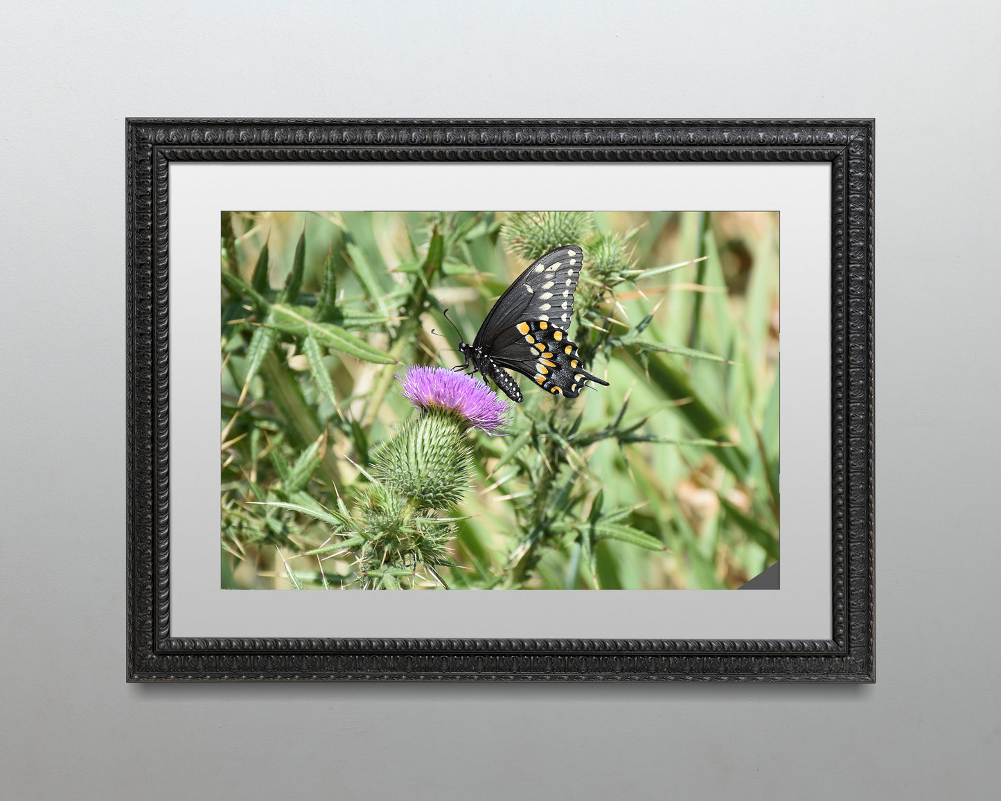 Black Swallowtail on a Thistle