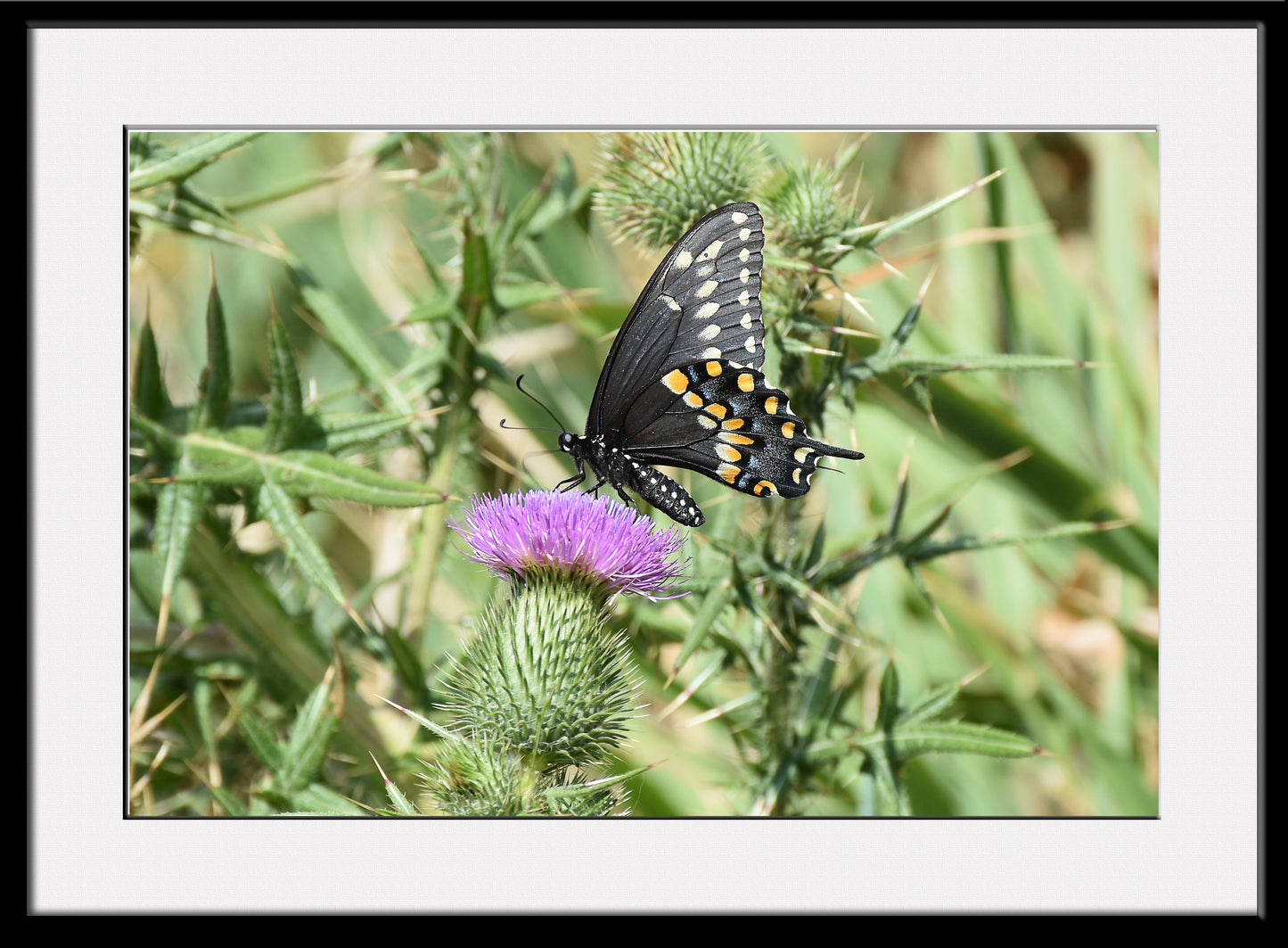 Black Swallowtail on a Thistle