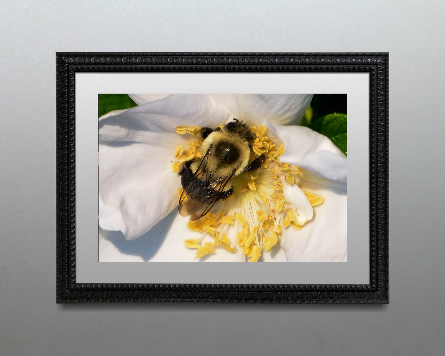 Bumble Bee on Sea Rose