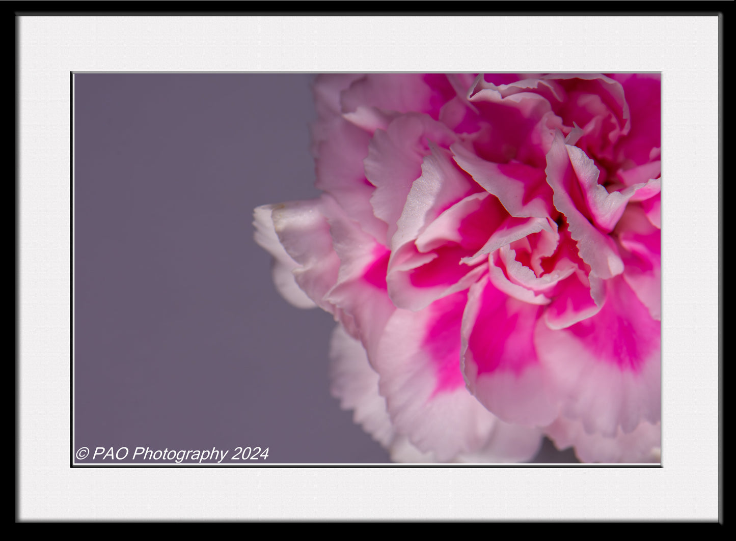 Pink Carnation