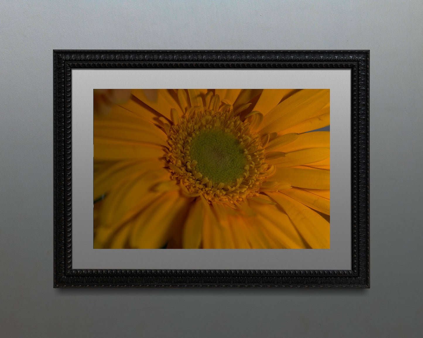 Cape Marguerite - Flower