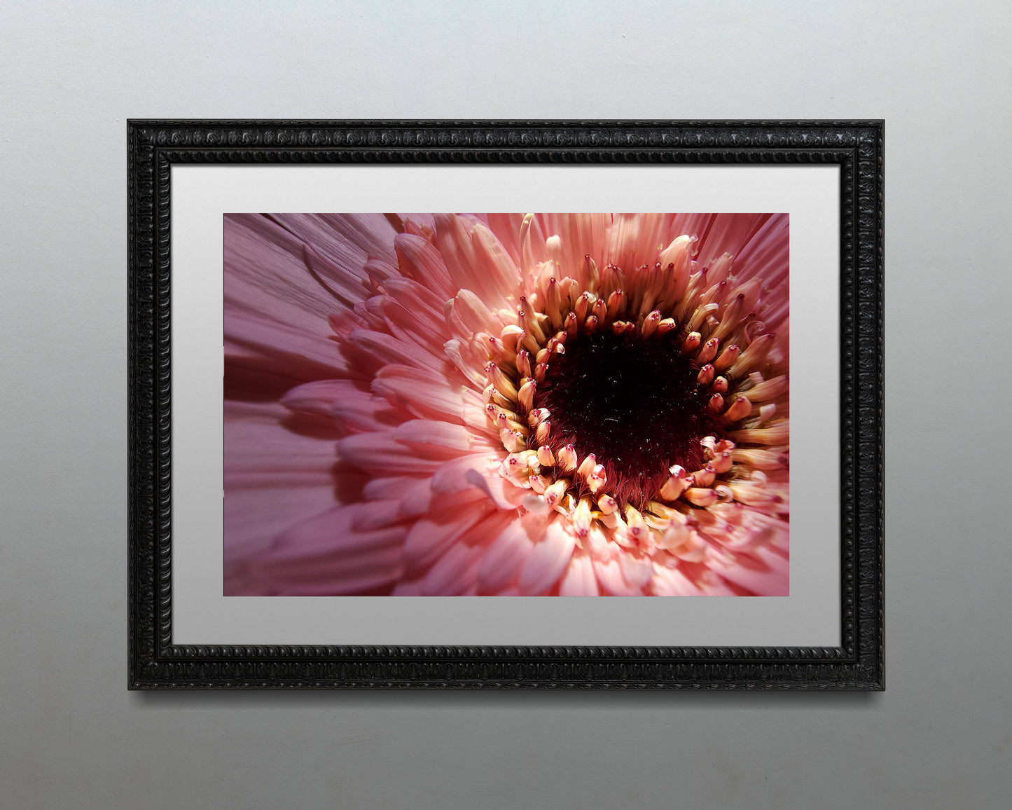 Center of pink daisy