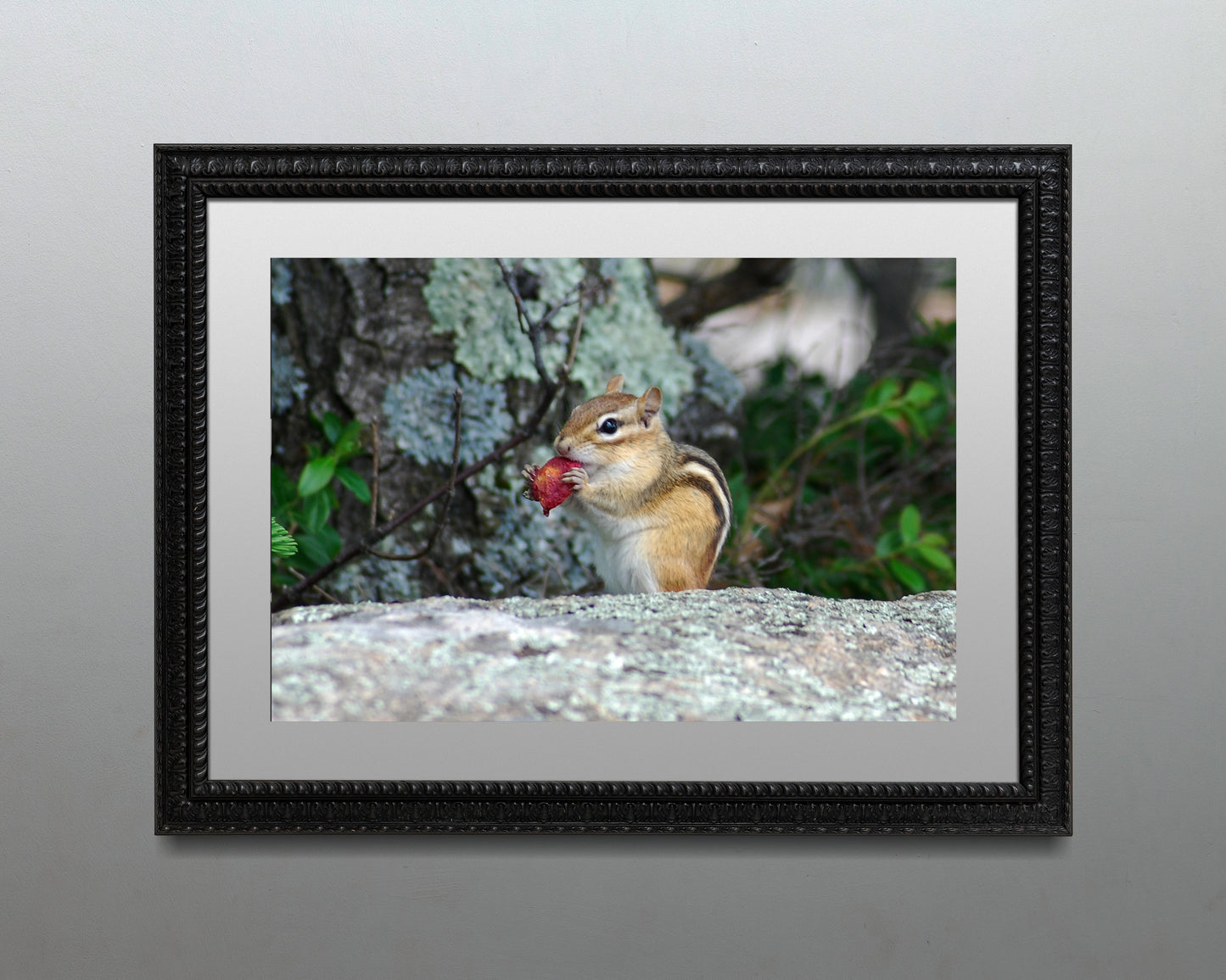 Mr. Chipmunk
