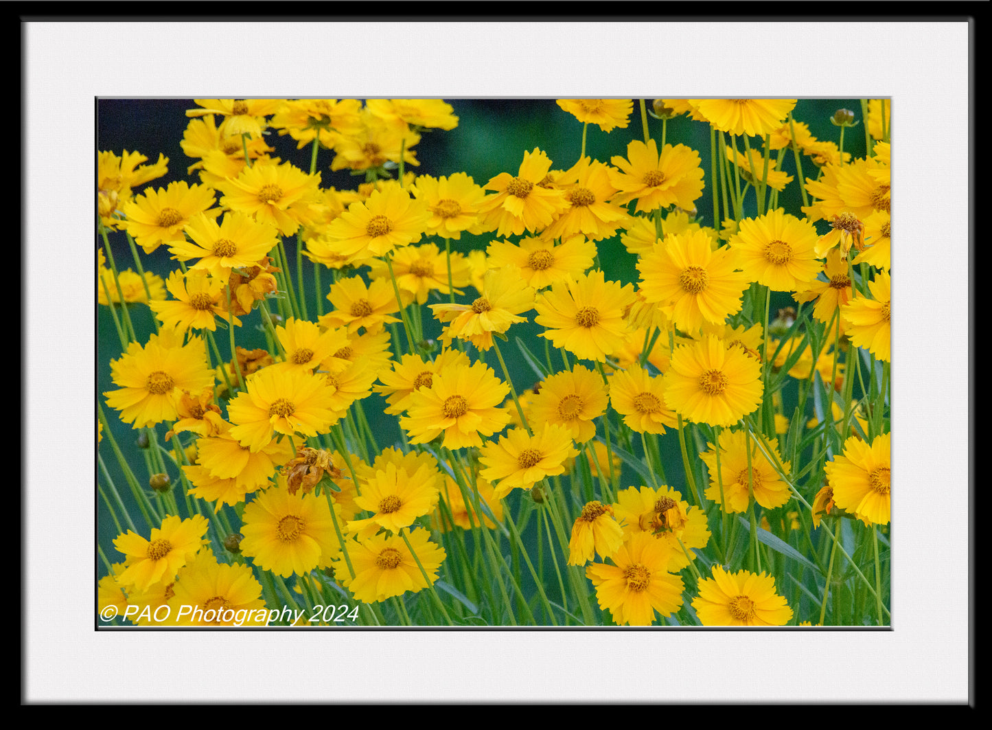 Coreopsis Lance Leaved Dwarf