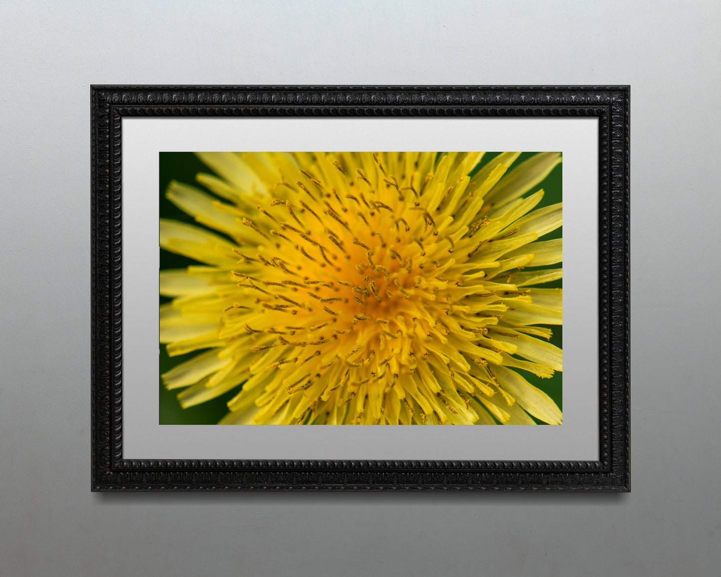 Dandelion -Close Up