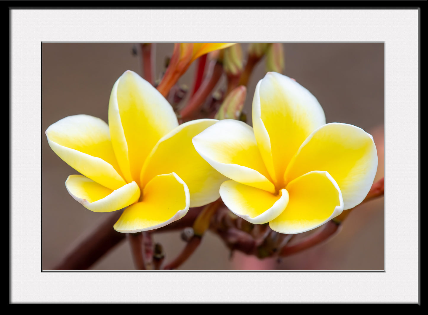 Double Plumeria