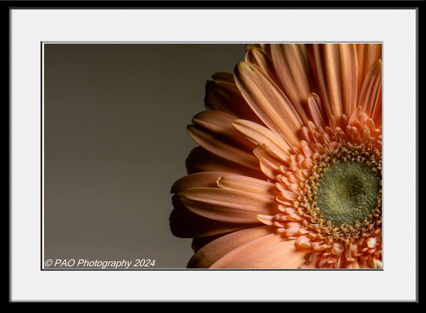 Peach Gerber Daisy
