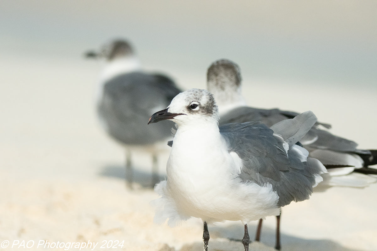Laughing Gull