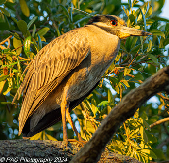 Night Heron in Tree at Sunset