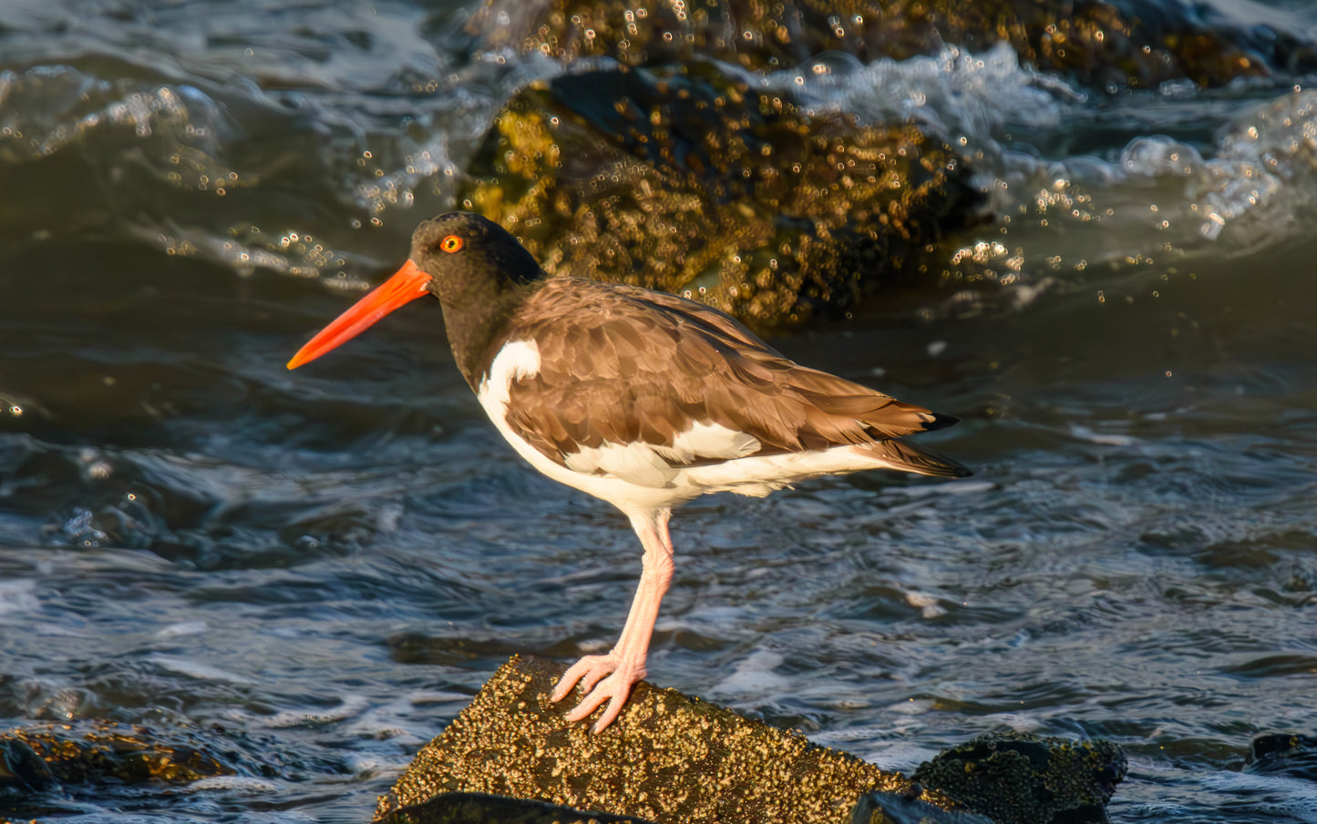 Oyster Catcher on a Rock