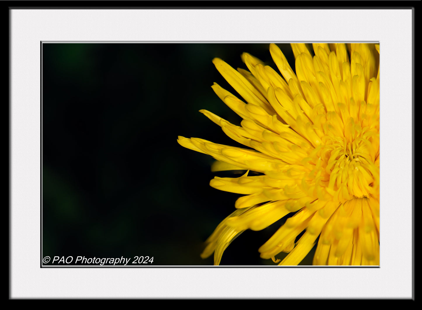 Yellow Pin Mum - Macro