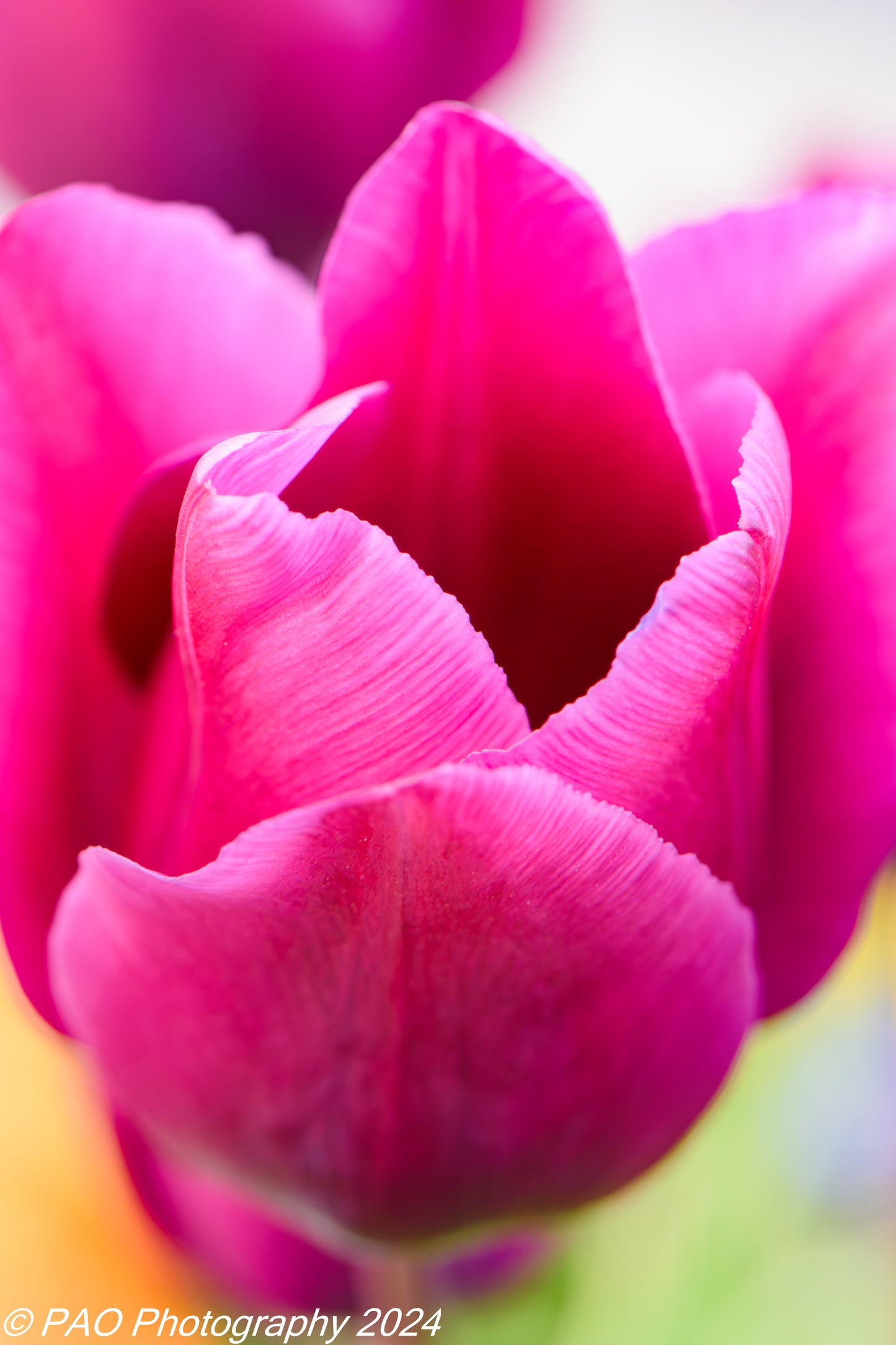 Pink Tulip Petals