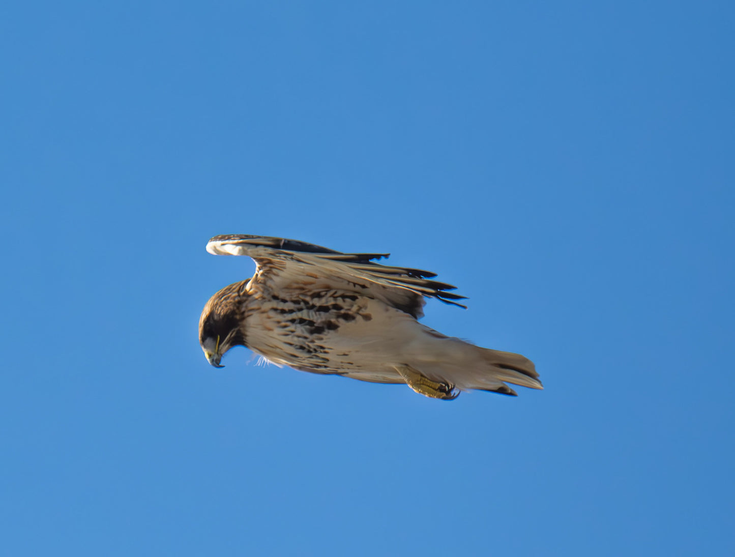 Red Tail - Looking Down