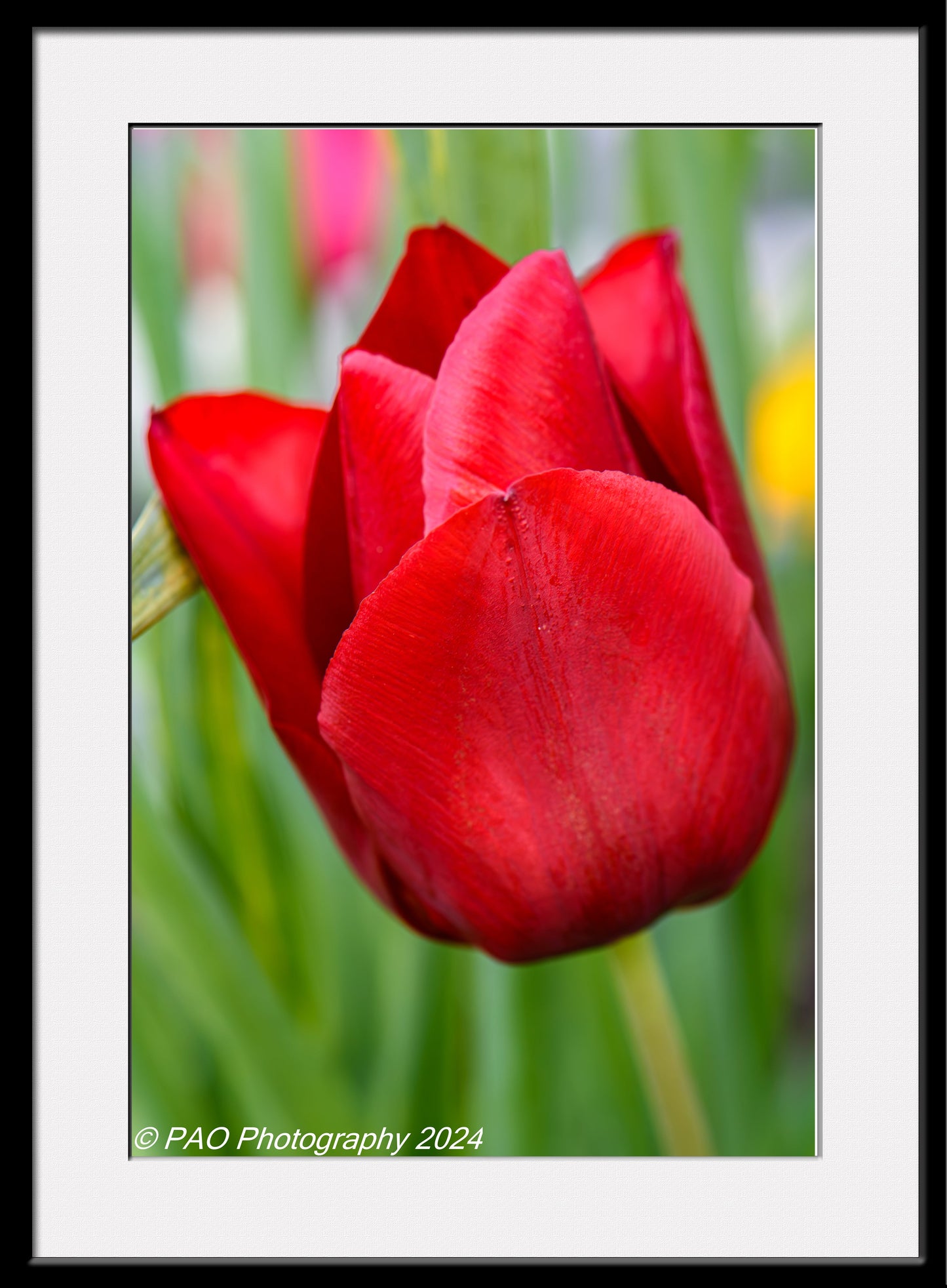 Red Tulip Petals