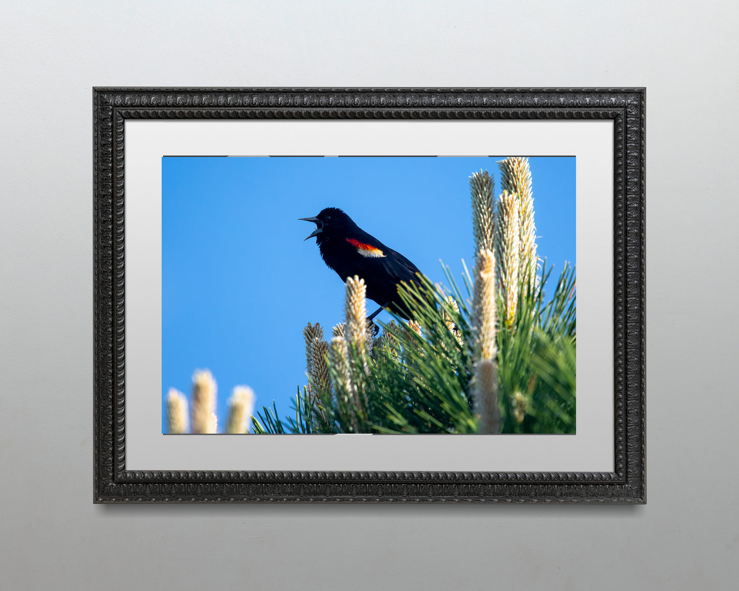 Red winged Blackbird