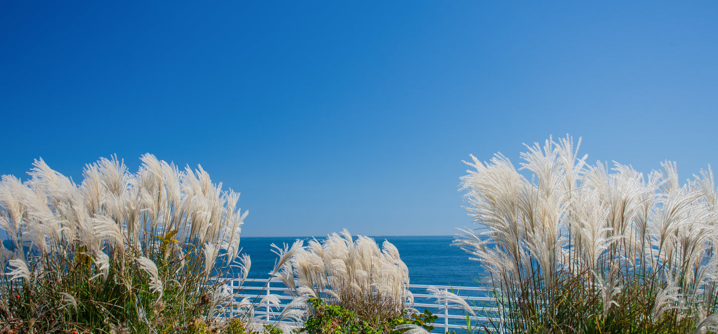 Sea Grass - Deer Island