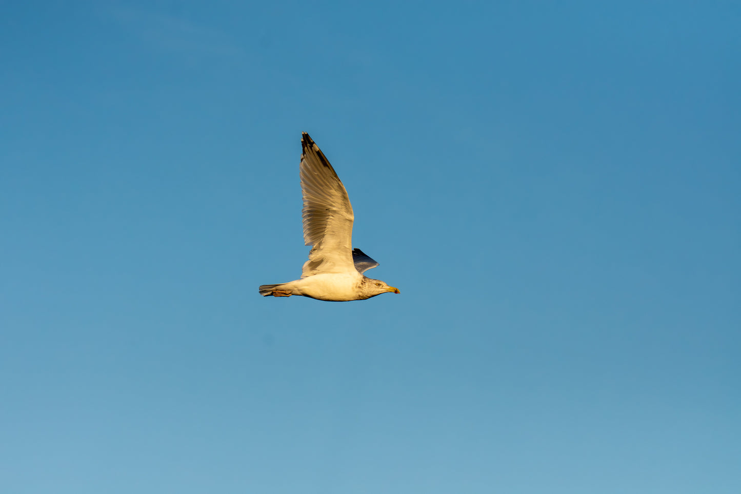 Seagull golden hour