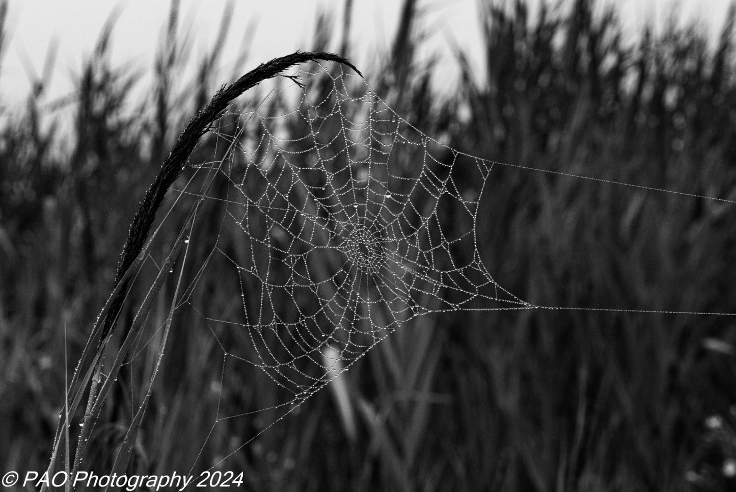 spider web