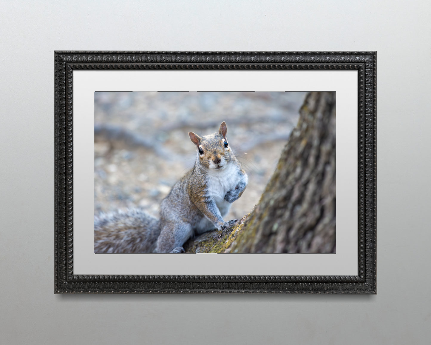 Squirrel at the base of a tree