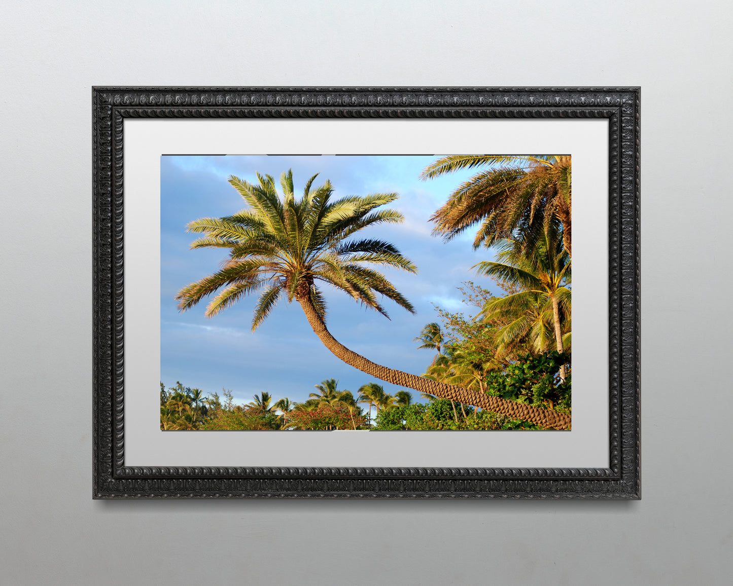 Single Palm - Sunset Beach, Oahu