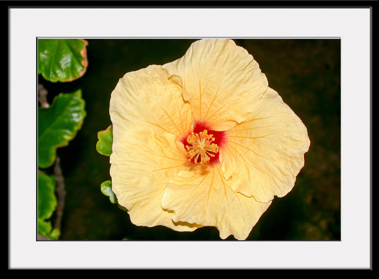 Yellow Hibiscus