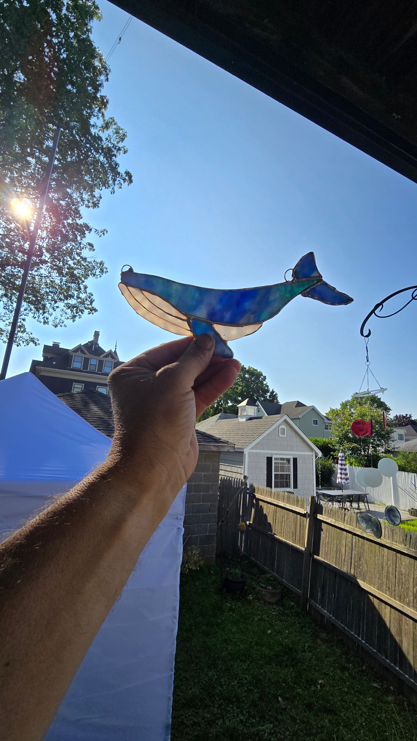Textured Humpback