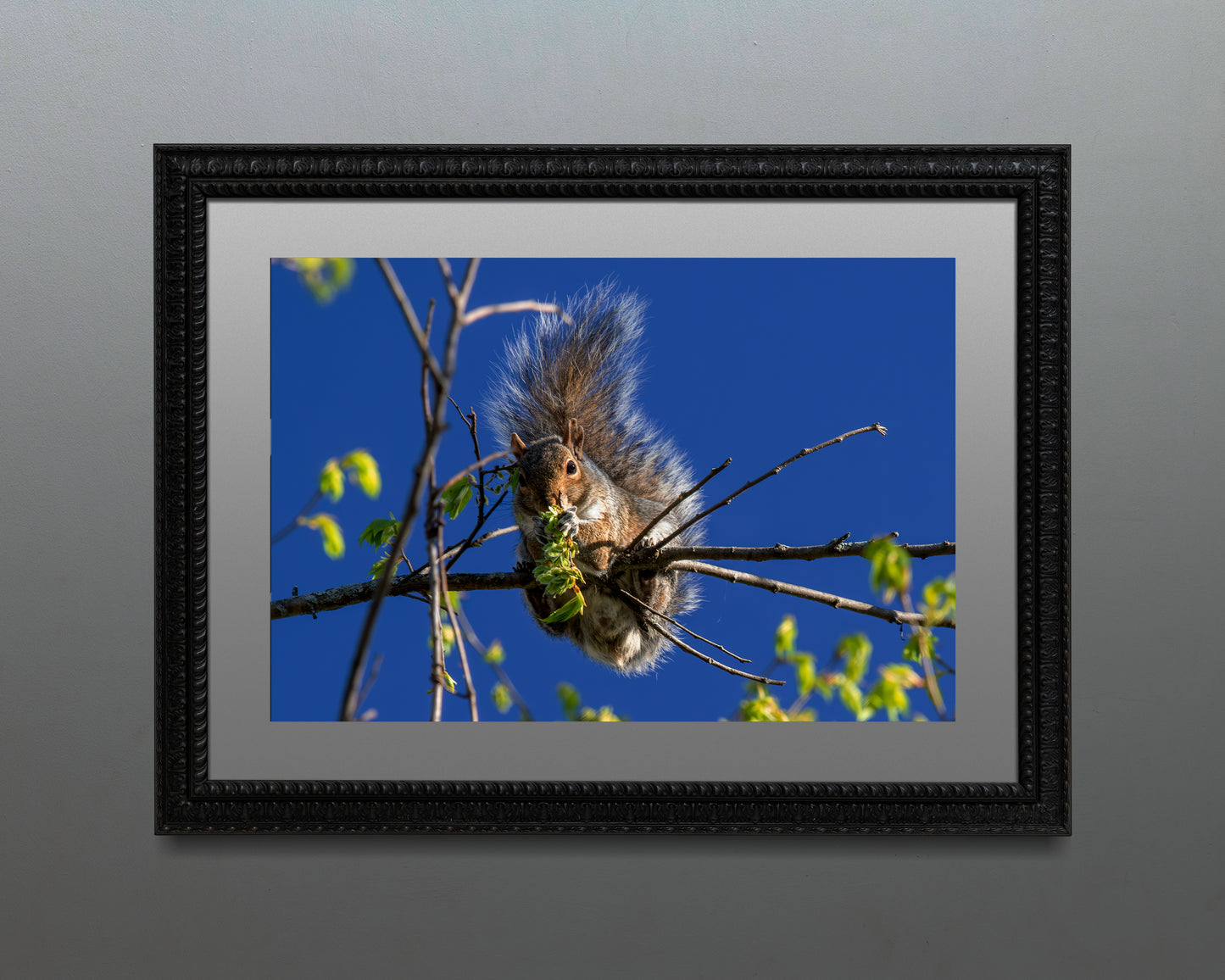 Squirrel on a Branch