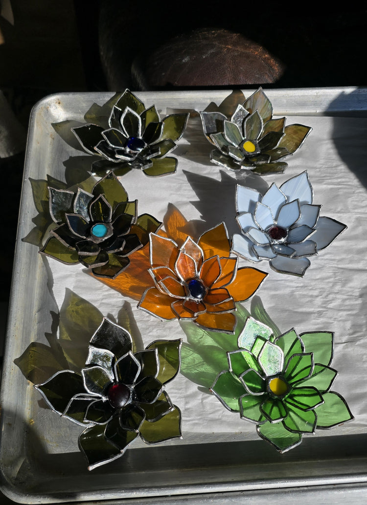 Succulent