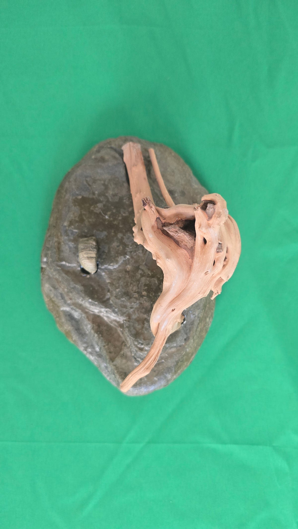 Reclaimed Coastal Driftwood & Sedimentary Stone Display Stand