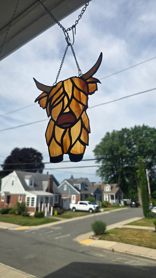 Highland Cow