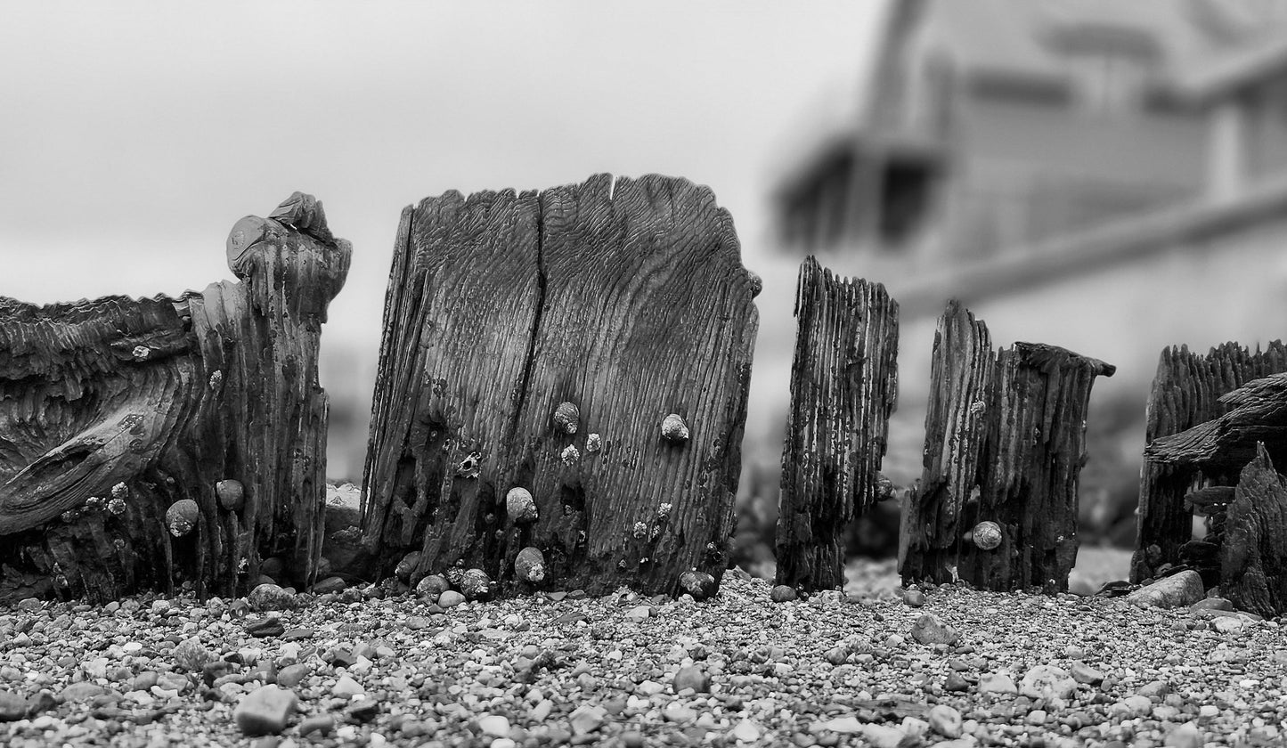 Low-Tide Wood