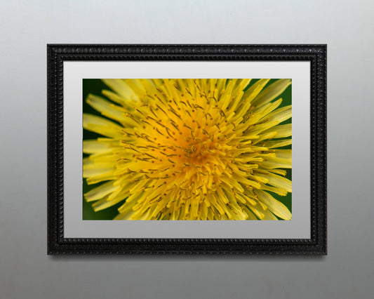 Dandelion -Close Up