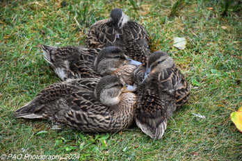 Ducks on Public Garden