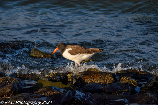 Oyster Catcher in the surf