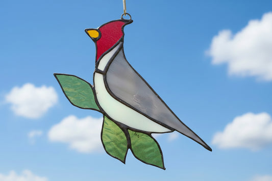 Red crested Cardinal